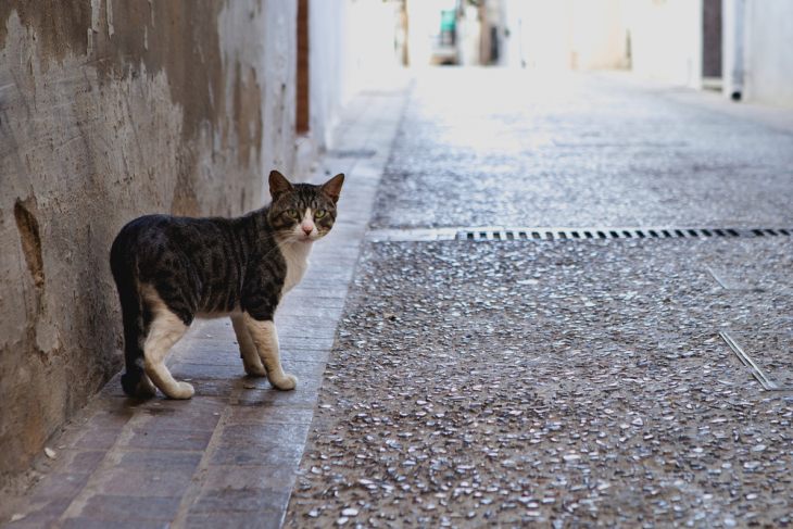 У кастрированных котов оказывается намного меньше поводов наведываться на улицу