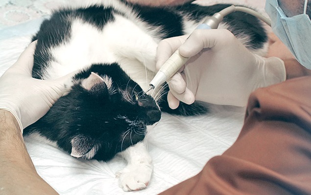 Удаление зубного камня у кошки с помощью ультразвука