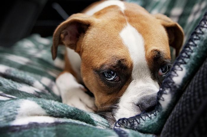Хроническое вздутие может протекать незаметно для владельца собаки