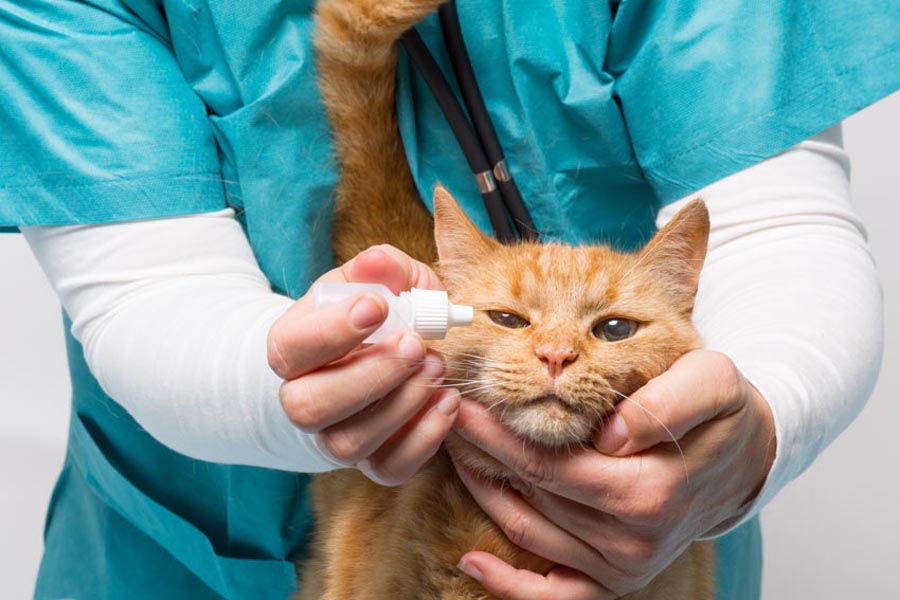 Часто перед операцией коту назначаются специальные антибактериальные капли