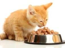 Чем кормить котенка в один месяц