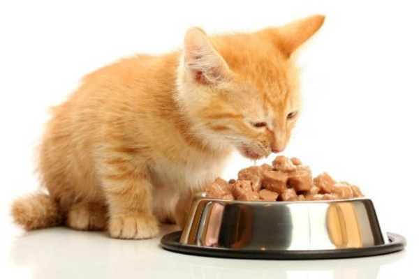 Чем кормить котенка в один месяц