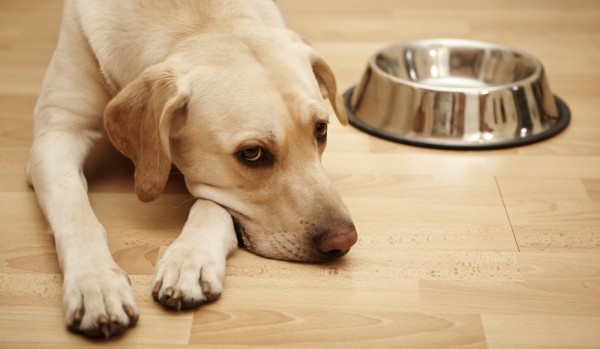 Чтобы окончательно очистить организм после интоксикации, собаке необходимо соблюдать голодную диету