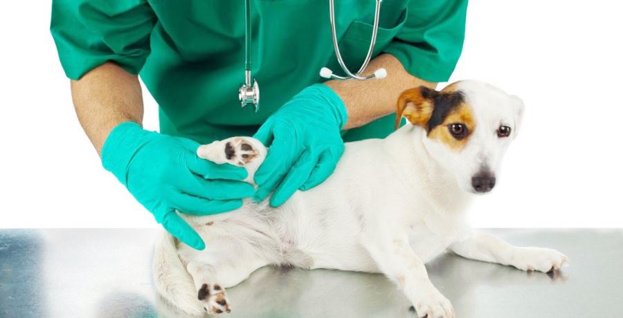 Чтобы определить истинную причину сбоев в работе желудка, необходимо показать собаку ветеринару