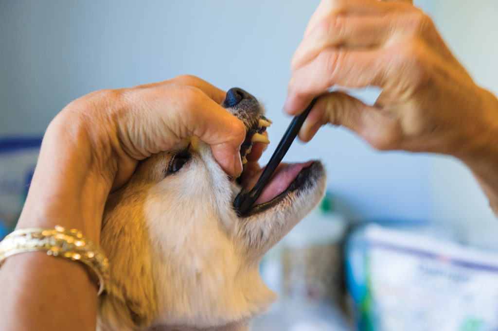 Чтобы собака спокойнее воспринимала чистку зубов, важно вознаграждать ее лакомством по окончанию процедуры