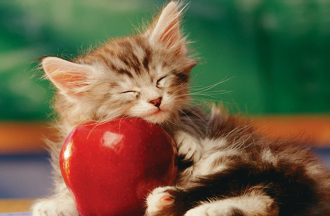 Яблоки можно давать котятам только в виде пюре
