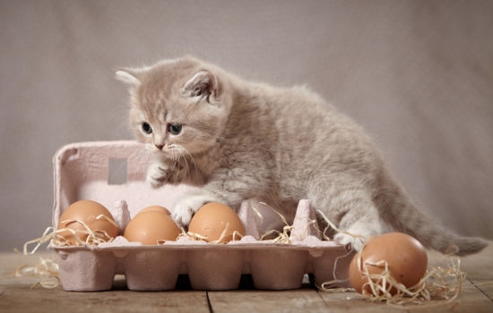 Яичный желток можно давать котенку как самостоятельное блюдо и как компонент каши