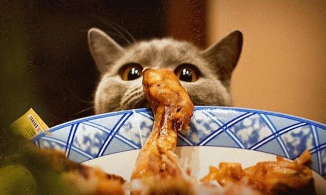 Беременным кошкам категорически нельзя есть пищу с людского стола