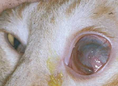Помутнение глаза у кошки причины лечение thumbnail