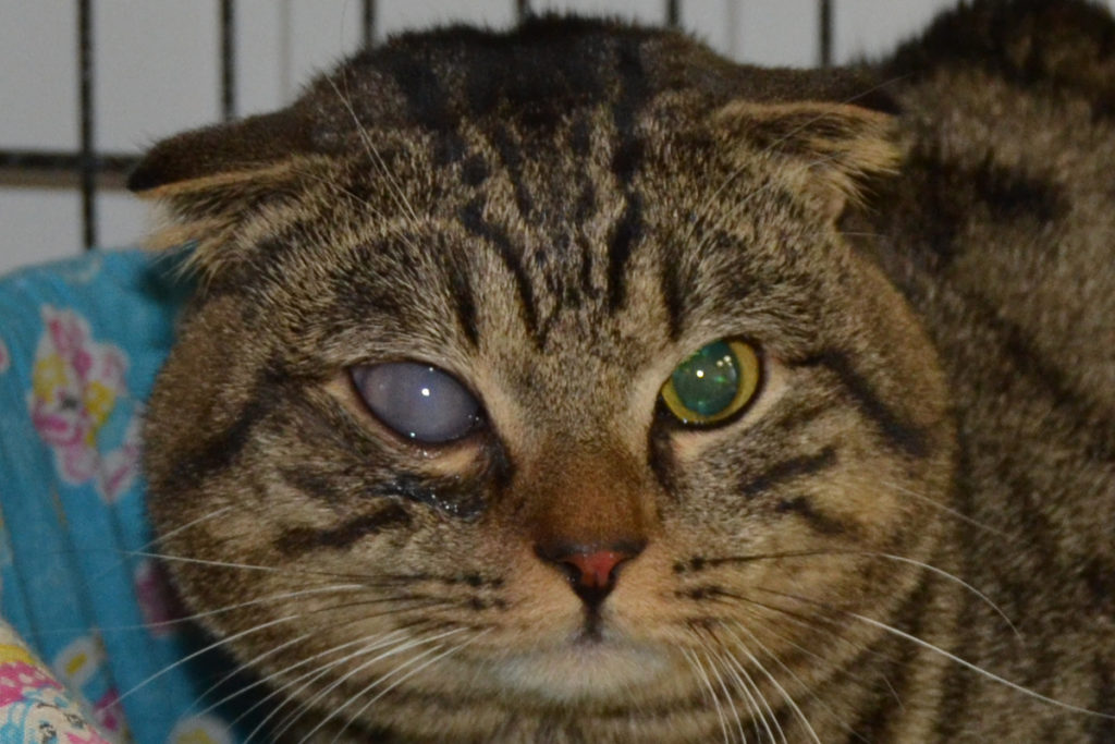 Помутнение роговицы глаза у кошки чем лечить thumbnail