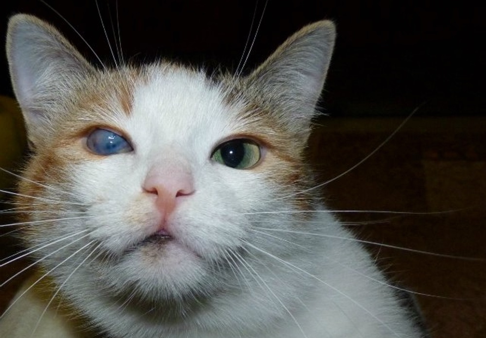Глаз у котенка мутный глаз фото