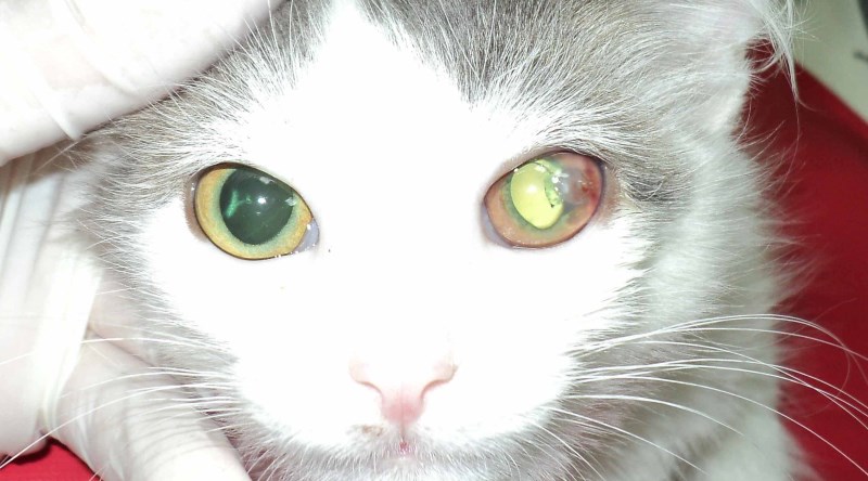 У котенка помутнел глаз что делать