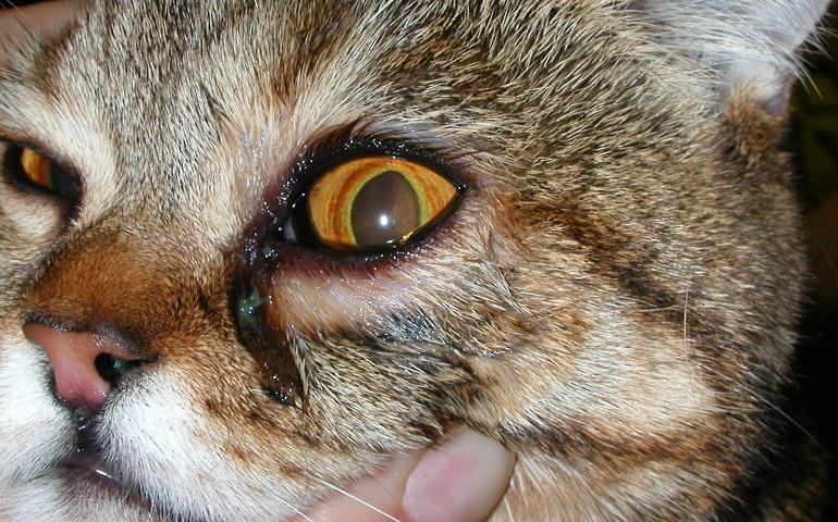У котенка помутнел глаз что делать