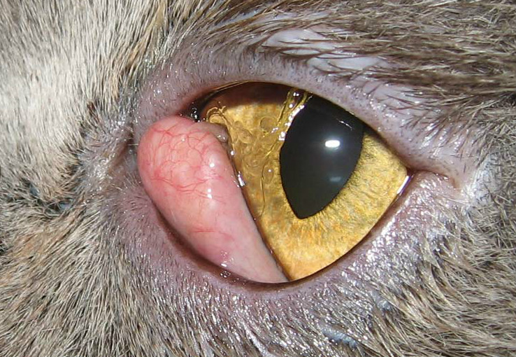 Как вылечить мутные глаза у кошки thumbnail