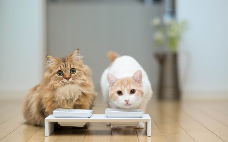 Бактерии от инфицированных животных могут оставаться на мисках, тем самым передаваясь здоровым кошкам