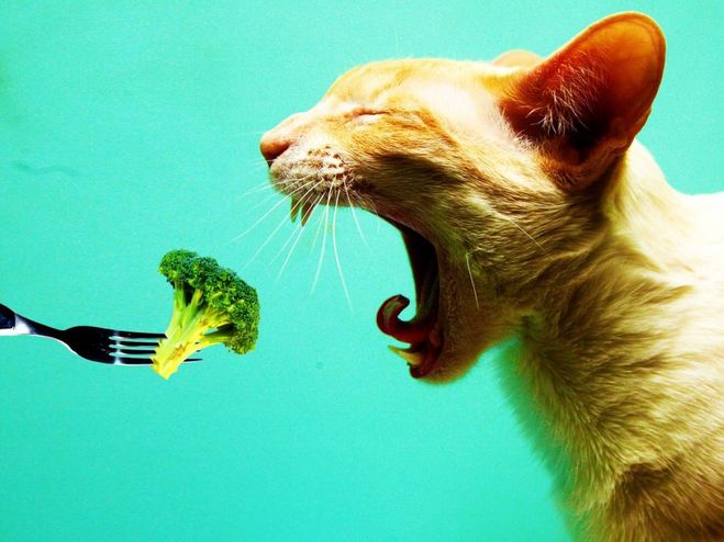 Беременным кошкам нежелательно давать овощи в силу их плохой перевариваемости