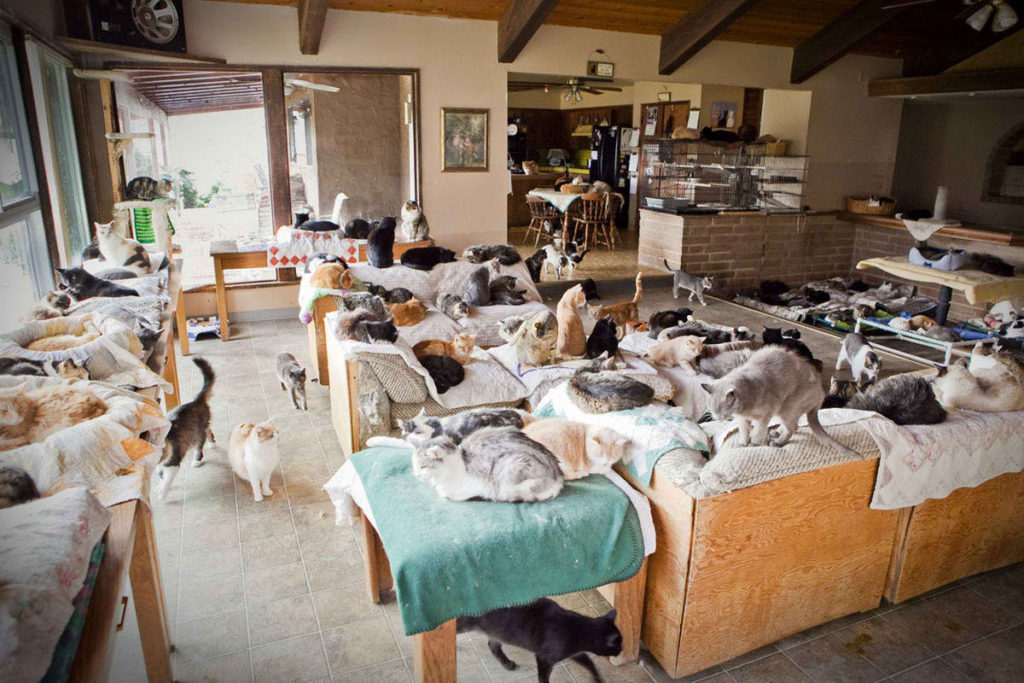 В местах скопления кошек коронавирус представляет наибольшую опасность