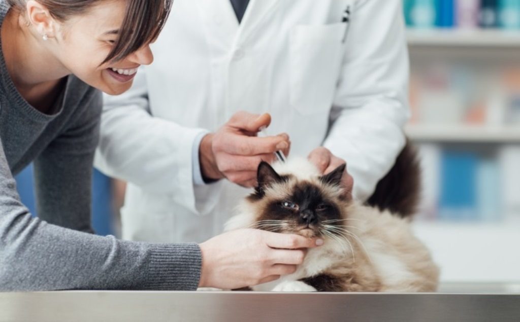В основе крепкого здоровья домашних животных лежит грамотная вакцинация