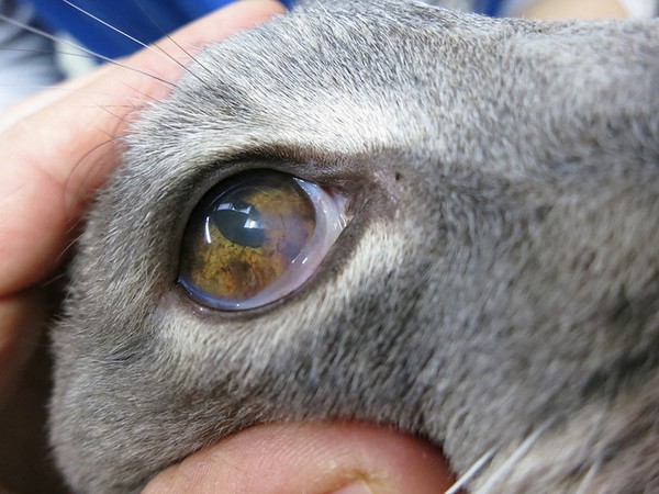 Глазные болезни представляют опасность как для ослабленных, так и для совершенно здоровых животных