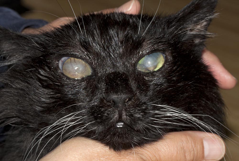 Глаукома существенно усложняет ориентировку кошки в пространстве