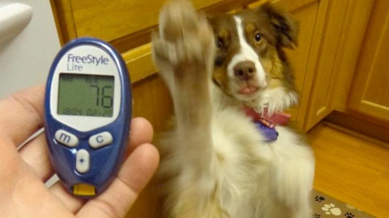 Для поддержания здоровья собаки важно периодически измерять у нее уровень глюкоы