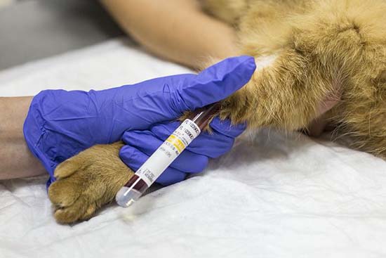 Для того, чтобы выявить диабет, собакам делается большое количество анализов крови