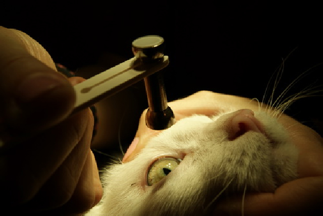 Измерение внутриглазного давления у кошек