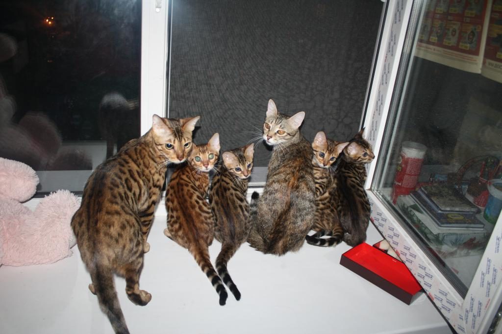 Каждый кот, появшяющийся в питомнике, должен проходит всестороннее обследование перед переселением