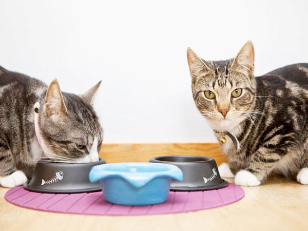 Количество еды в миске беременной кошки рассчитывается индивидуально