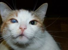 Мутный глаз у кошки