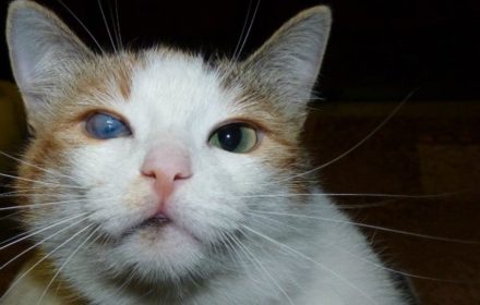 Мутный глаз у кошки