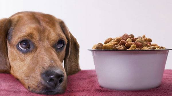 Несахарный диабет вызывает у собаки отвращение к сухому корму из-за его солености