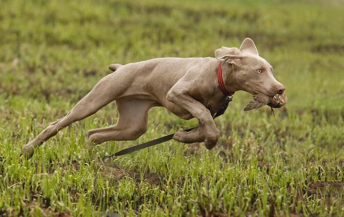 Охотничьим собакам хвосты удалялись с целью сохранения жизни животного