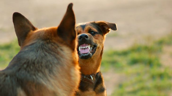 Перед нападением собака постепенно начинает скалить зубы