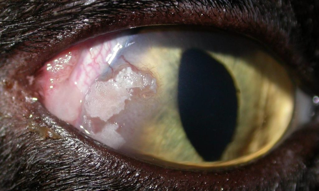 Перед тем, как назначить лечение ветеринар должен оценить степень сохранности глаза