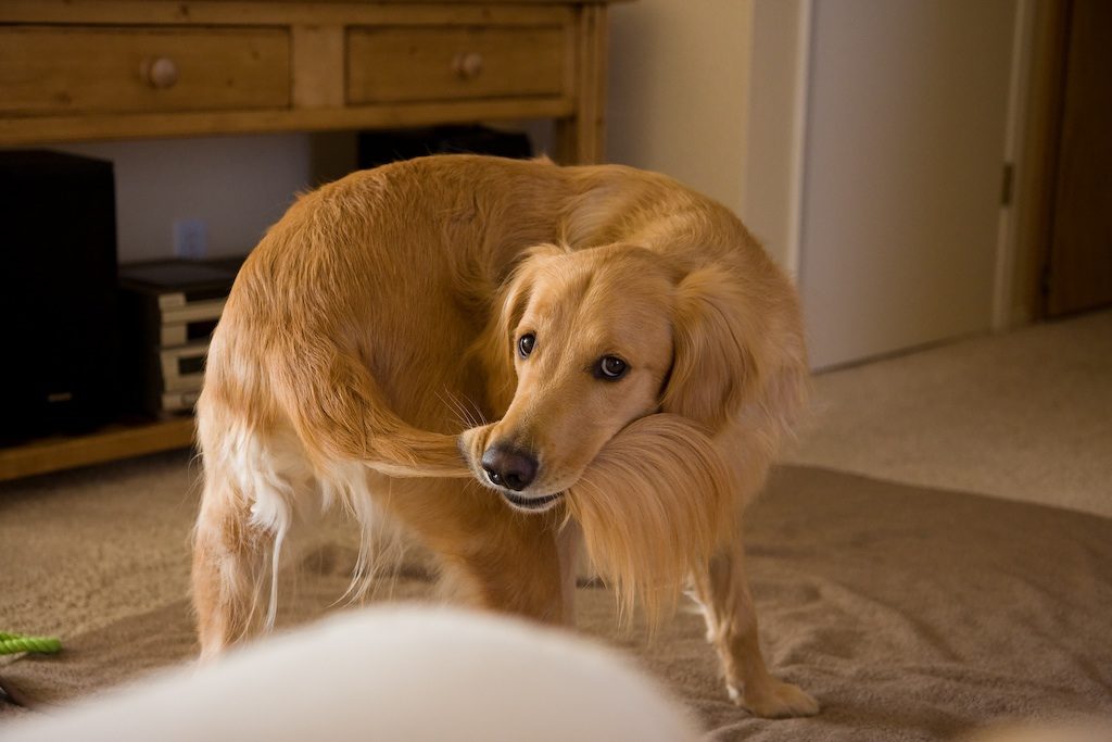 Попытки собаки ухватить свой хвост заканчиваются продолжительным головокружением