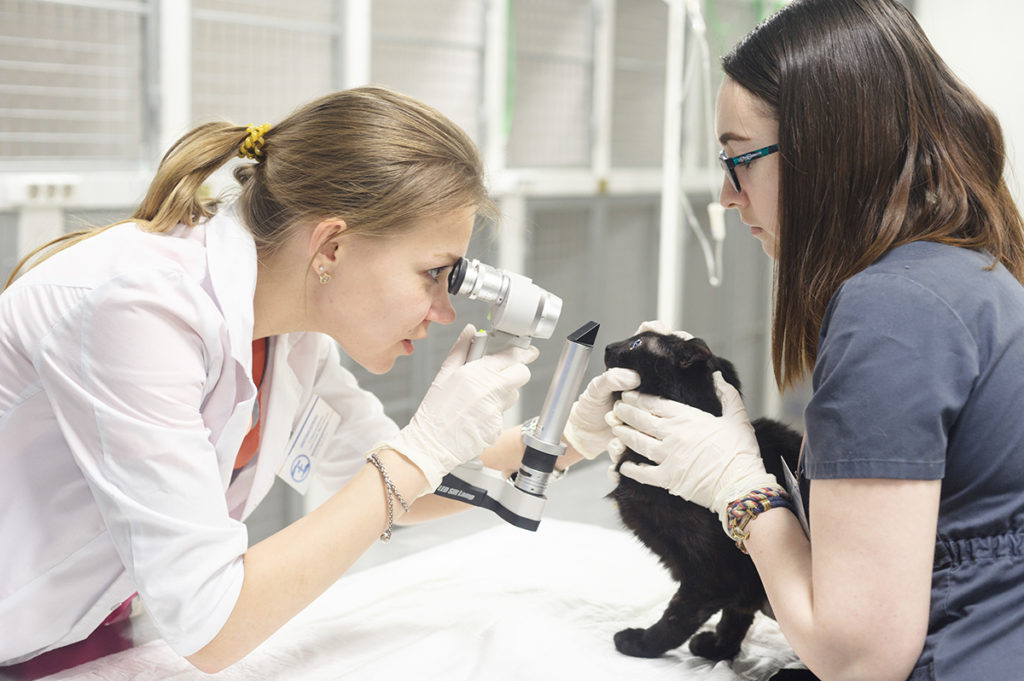 Решение о необходимости УЗИ глаз кошке принимает ветеринар исходя из анамнеза