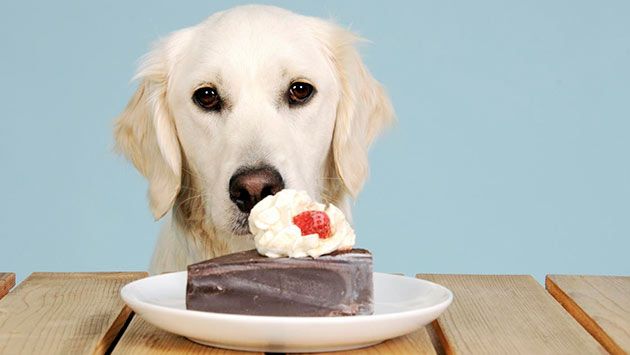 Сахарный диабет у собак