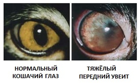 Сравнение здорового и болезненного глаз кошки