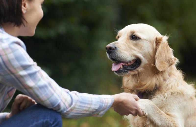 Странное поведение собаки может быть проявлением скуки или желания быть замеченной хозяином