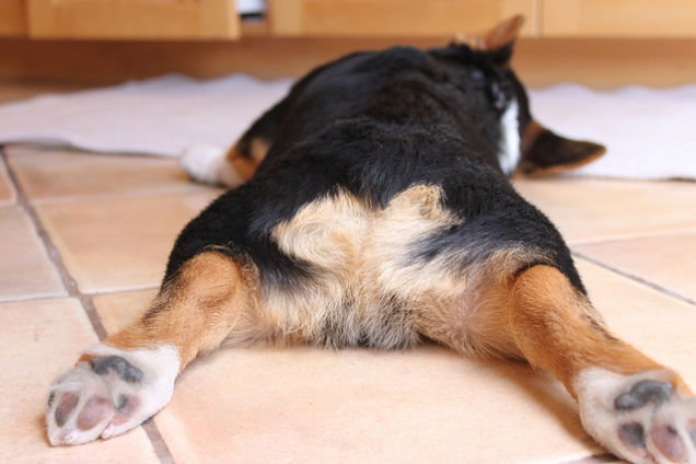 У собак с купированным хвостом в дальнейшем могут проявляться различные осложнения, связанные с моторикой и мочеполовой системой