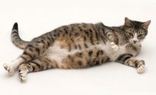 Чем кормить беременную кошку